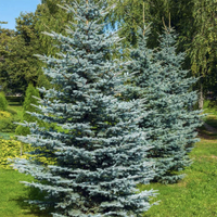 Colorado Blue Spruce at Fast Growing Trees