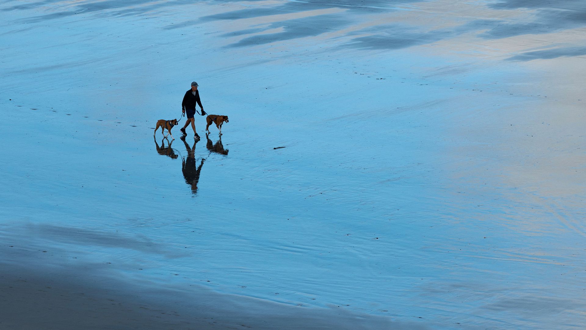 
                                Dogs are taken for an early morning walk along the beach during low tide in Del Mar, California, USA
                            
