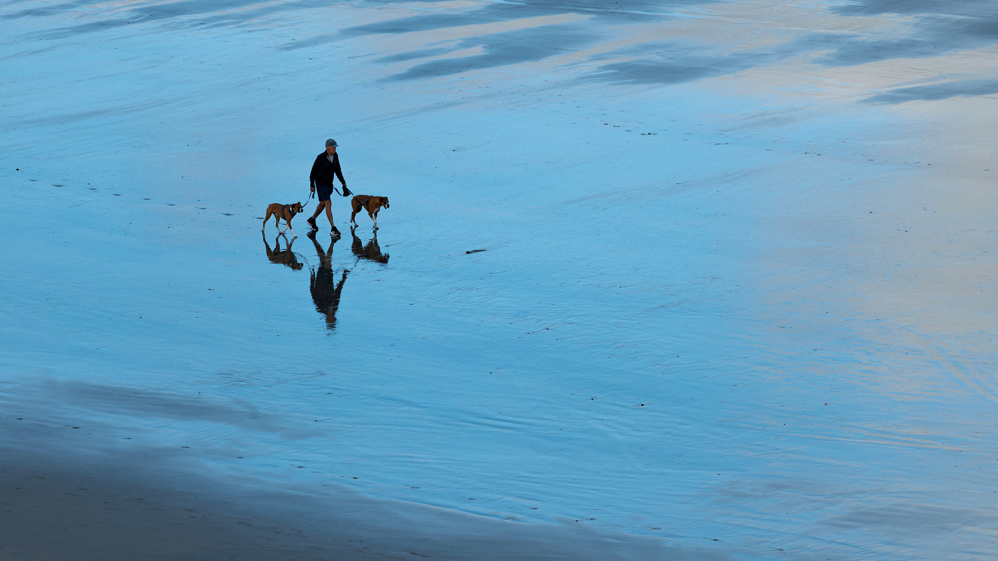Dogs are taken for an early morning walk along the beach during low tide in Del Mar, California, USA