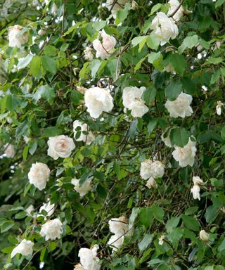 Rose Madame Alfred Carrière AGM is a supreb climber which flowers all season with disease free foliage