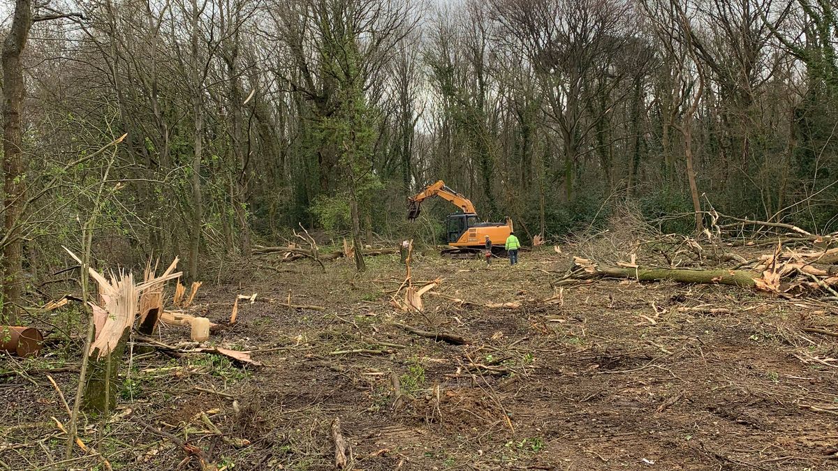 Scorey&#039;s Copse in Horton Heath