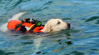 labrador retreiver swimming to rescue