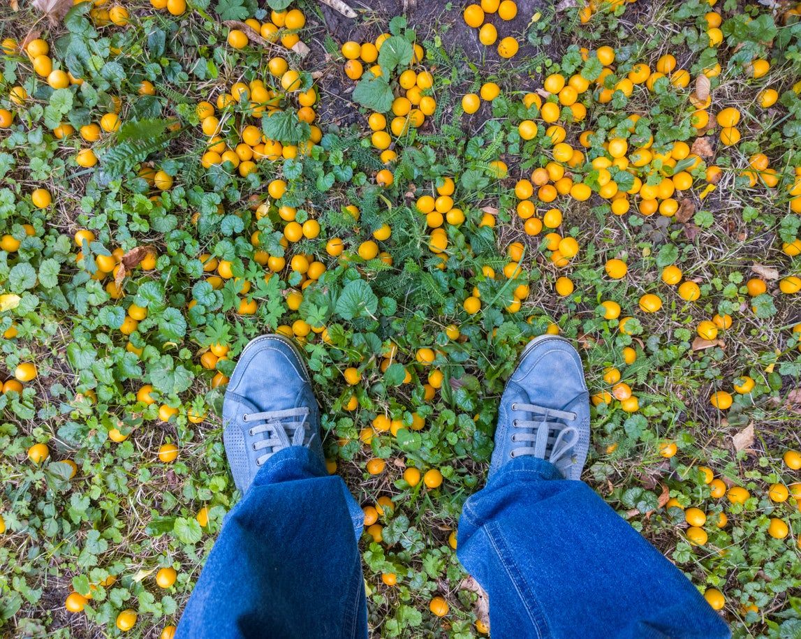 Person Standing In Fallen June Fruits