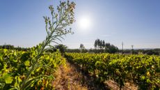 Portugal, Alentejo is one of the largest and most important wine regions in the country