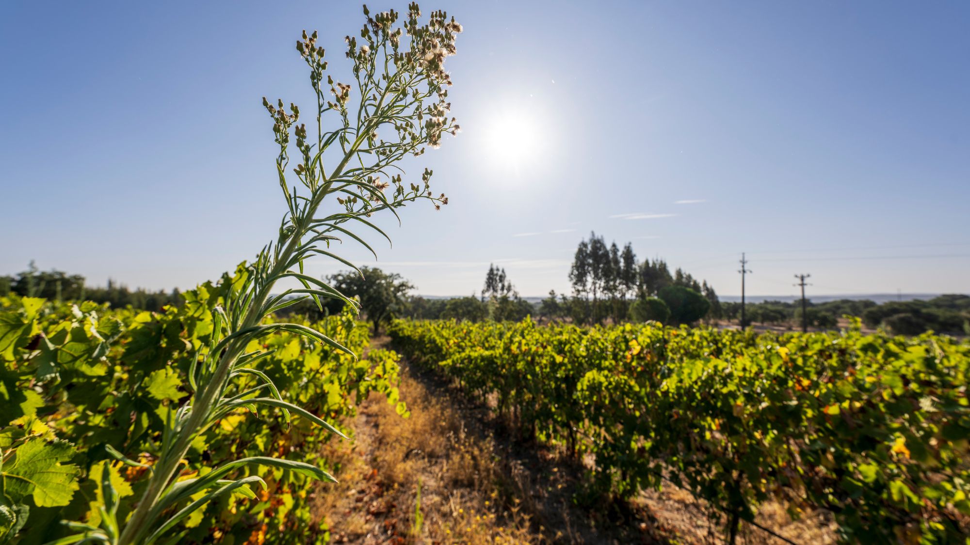 Portugal, Alentejo is one of the largest and most important wine regions in the country