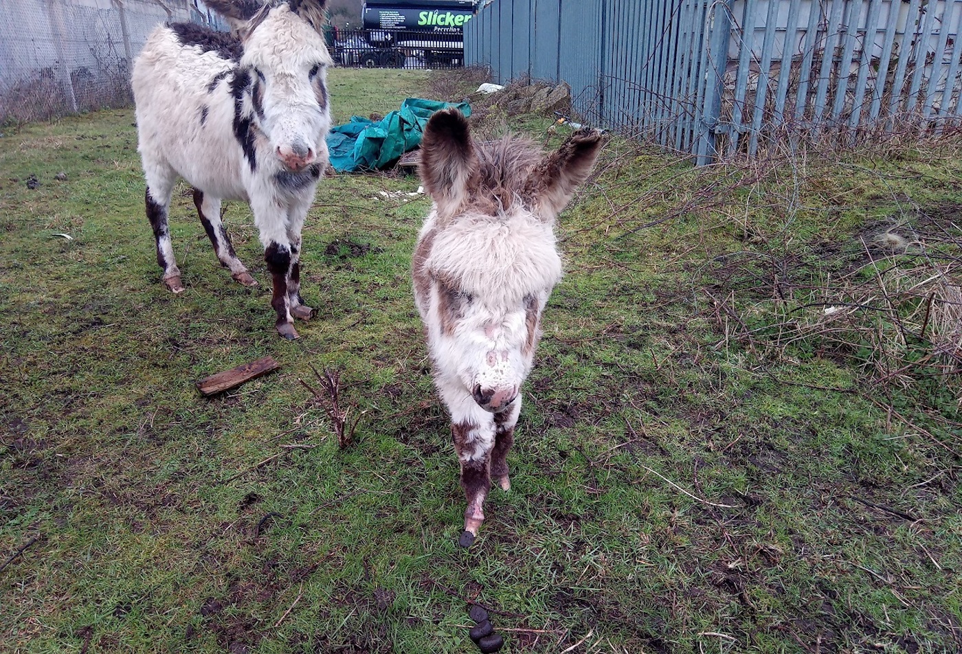 Donkeys rescued during Storm Dennis