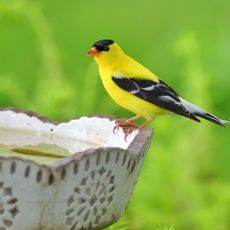 American goldfinch resting on the side of a bird bath in a garden