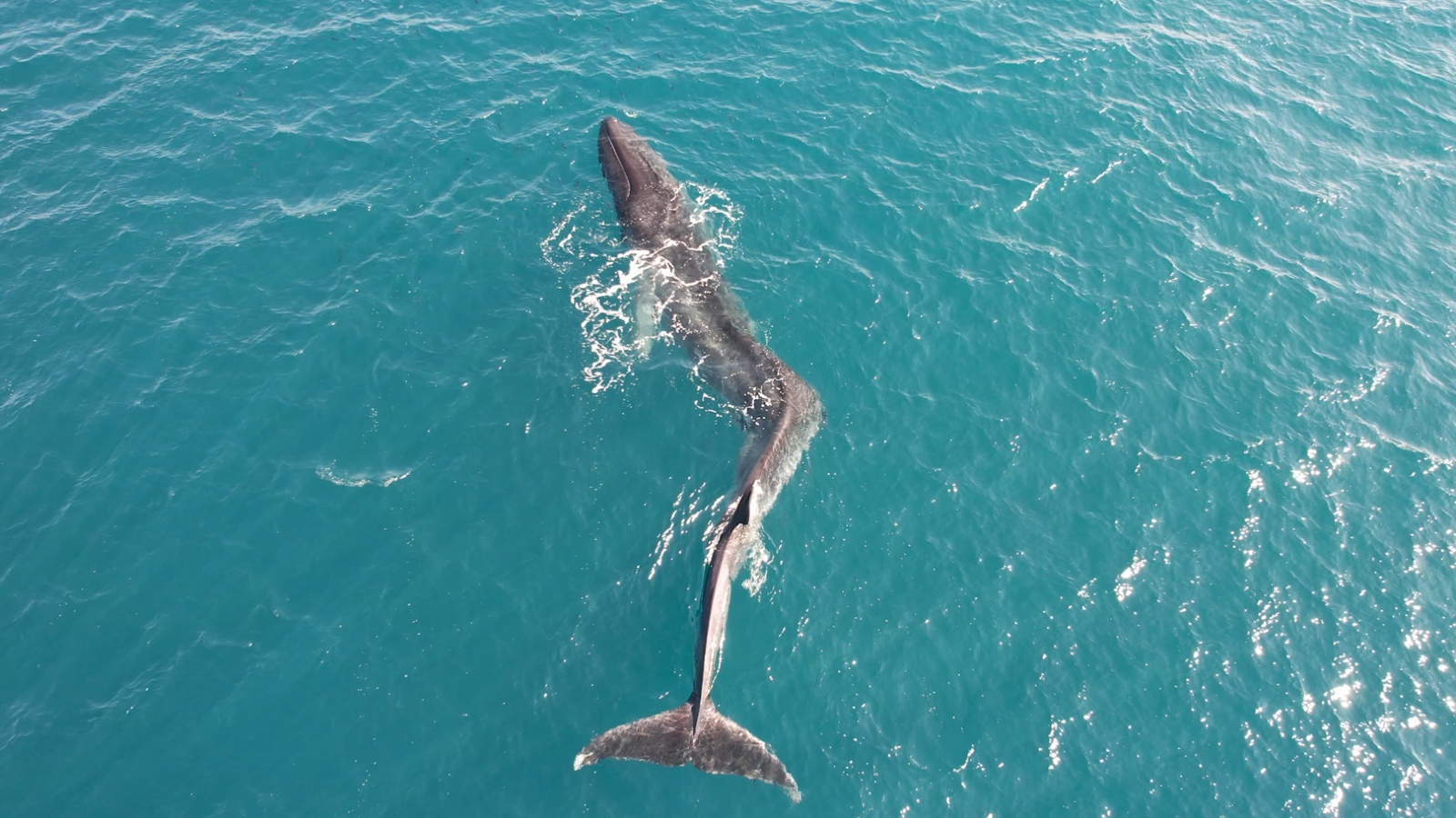 Heartbreaking footage shows whale with severely broken back struggling