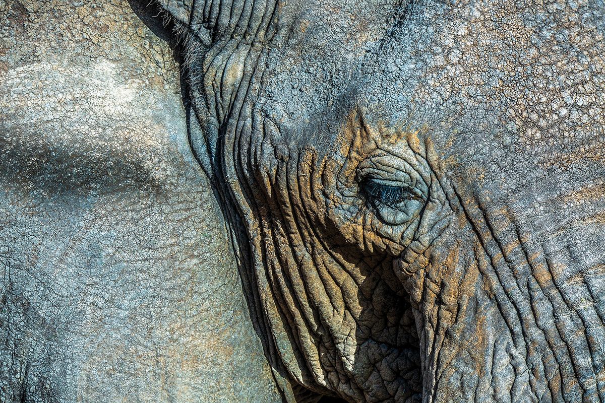 Close-up of elephant&#039;s eye