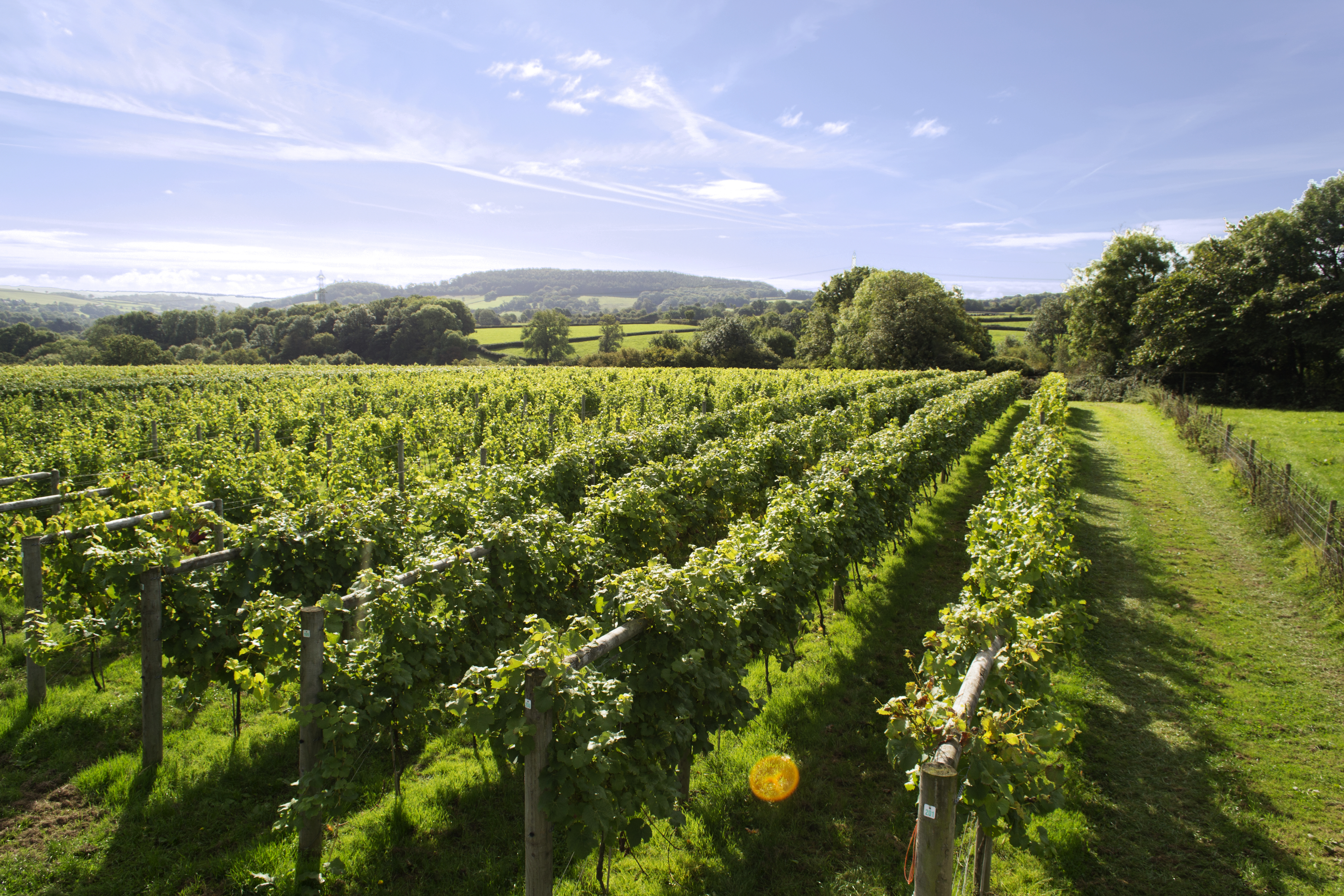 A UK Vineyard