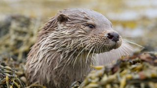 A lone otter