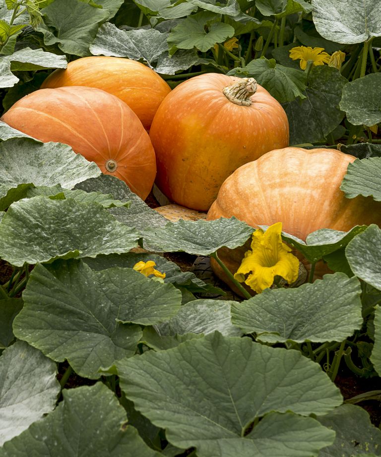 When to pick a pumpkin off the vine Homes & Gardens