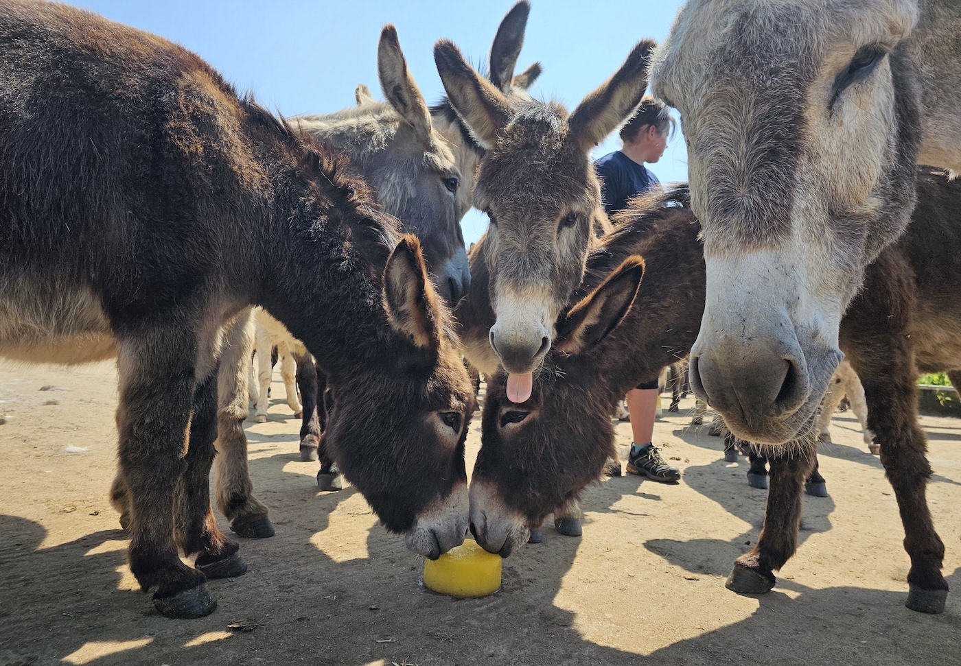 Cooling-enrichment-at-The-Donkey-Sanctuary-in-Devon-ii.jpg