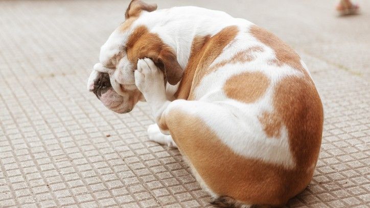 chicory root dog allergy