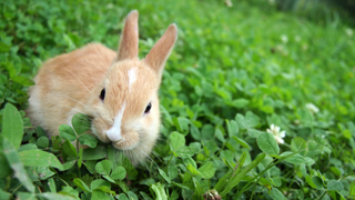 Rabbit eating clover flowers in a field