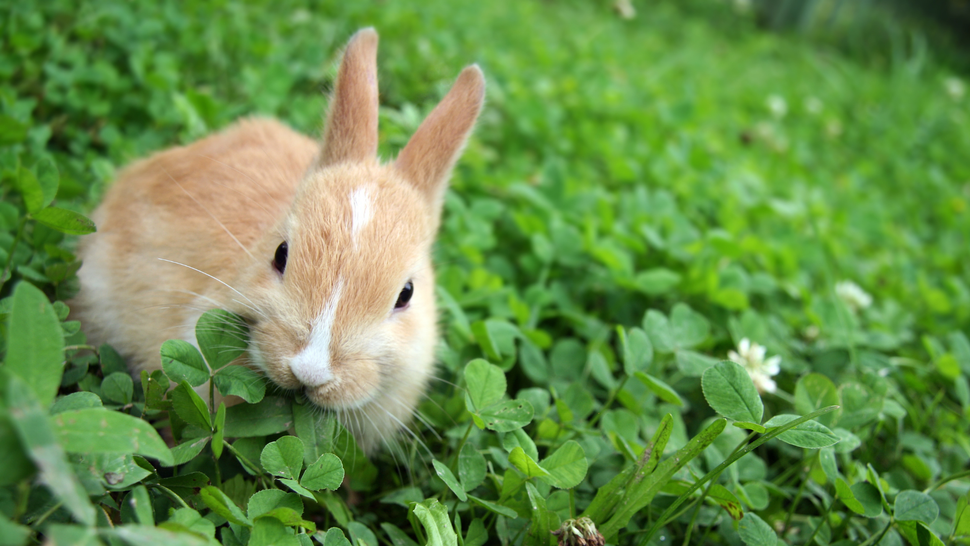 How long can rabbits go without food? | PetsRadar