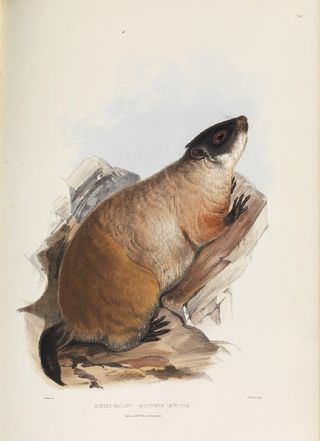 Quebec Marmot (Arctomys empetra) from Gleanings from the Menagerie and Aviary at Knowsley Hall, ed. John Edward Gray FRS (Knowsley, 1846)