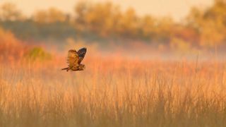 Owl in mid-flight over a golden field with soft-focus autumnal trees in the background during sunset