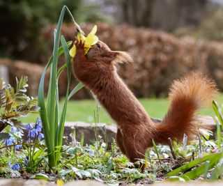 Squirrel holding the head of a daffodil to his face