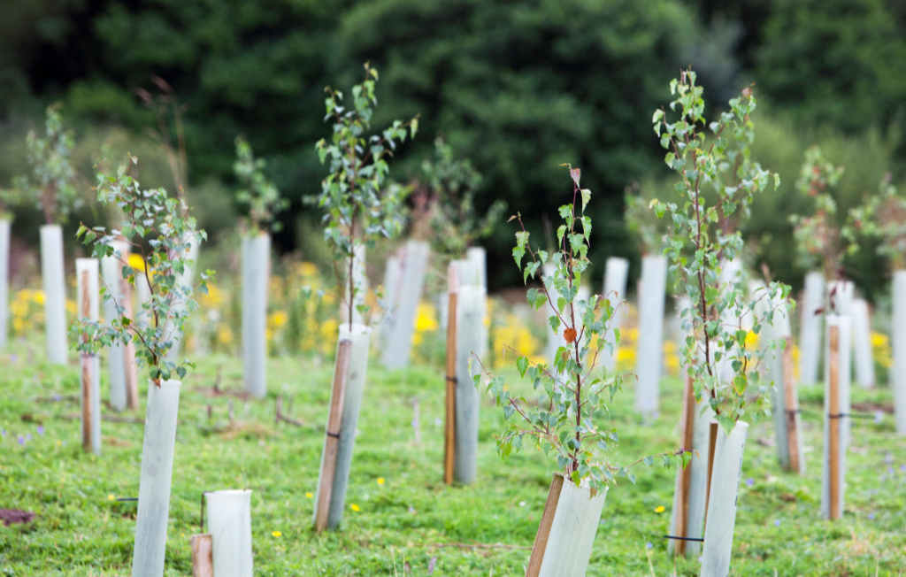 Small trees growing on a carbon offsetting farm