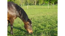 biggs-grazing-crop.jpg