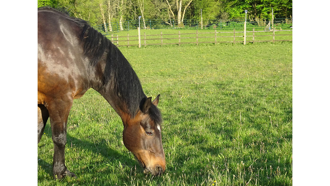 biggs-grazing-crop.jpg