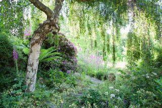 woodland area in a garden