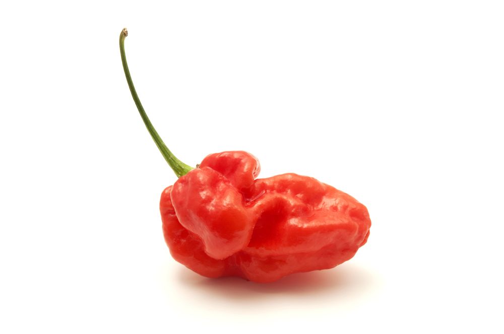 ghost pepper