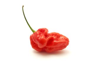 ghost pepper