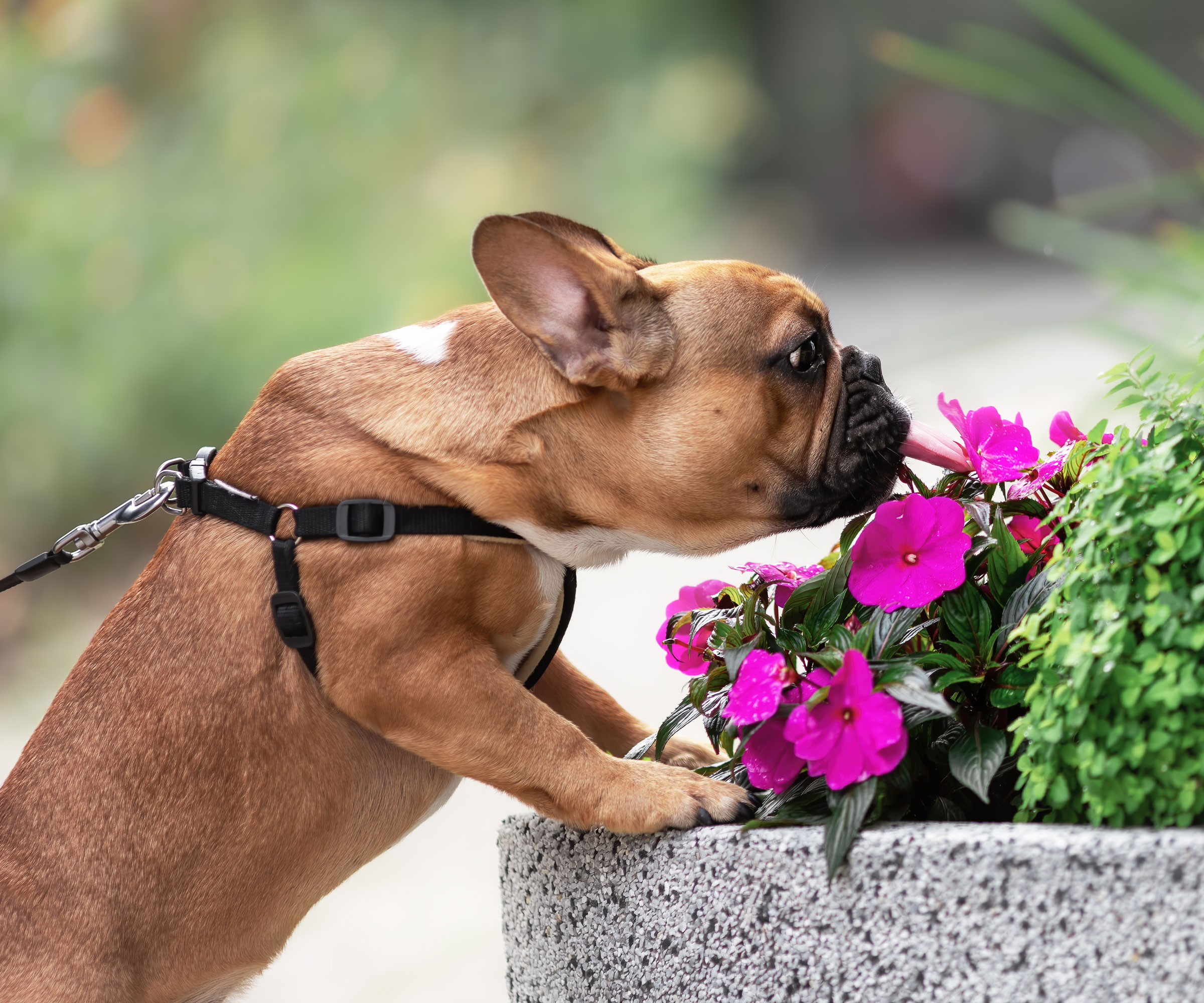 pug type dog sniffing pink petunia flowers