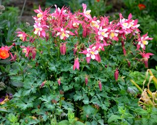 Pink and white columbine flowers in the garden