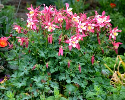 White And Purple Columbine Flowers