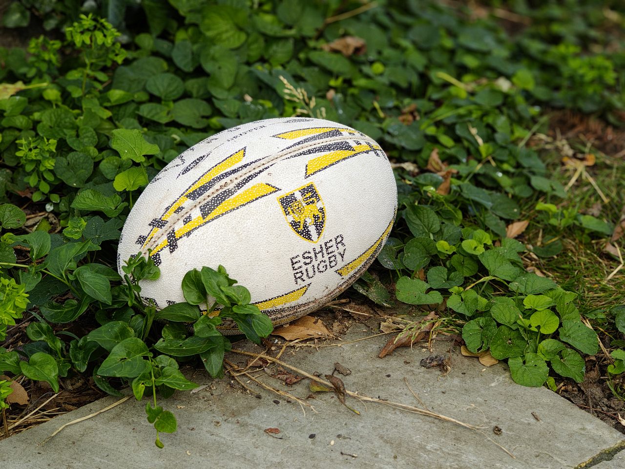 Motorola Edge 50 Ultra camera sample