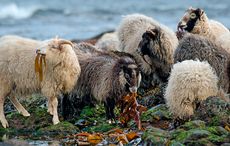 North Ronaldsay sheep