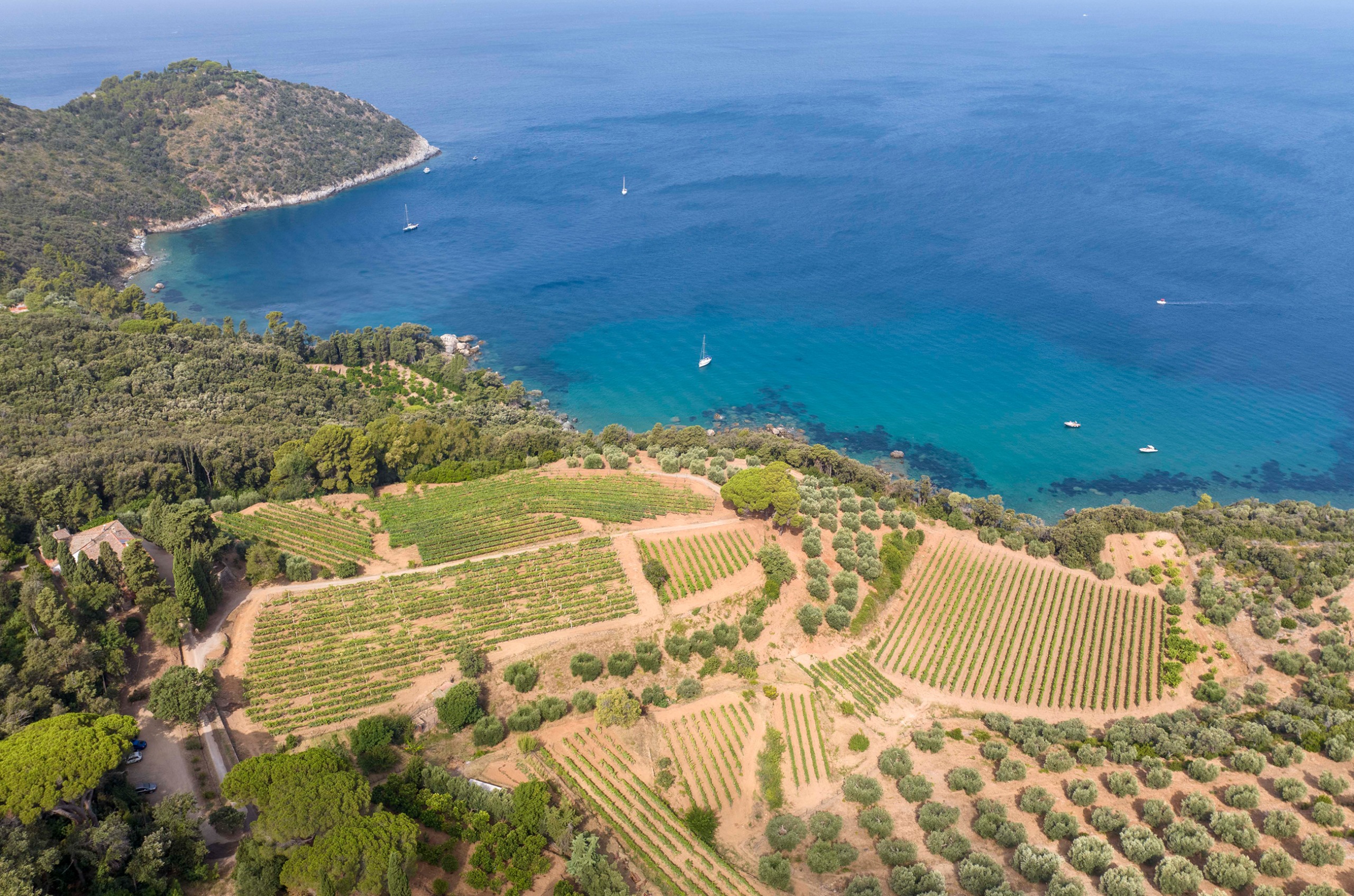 View over vines on the coast with blue sea