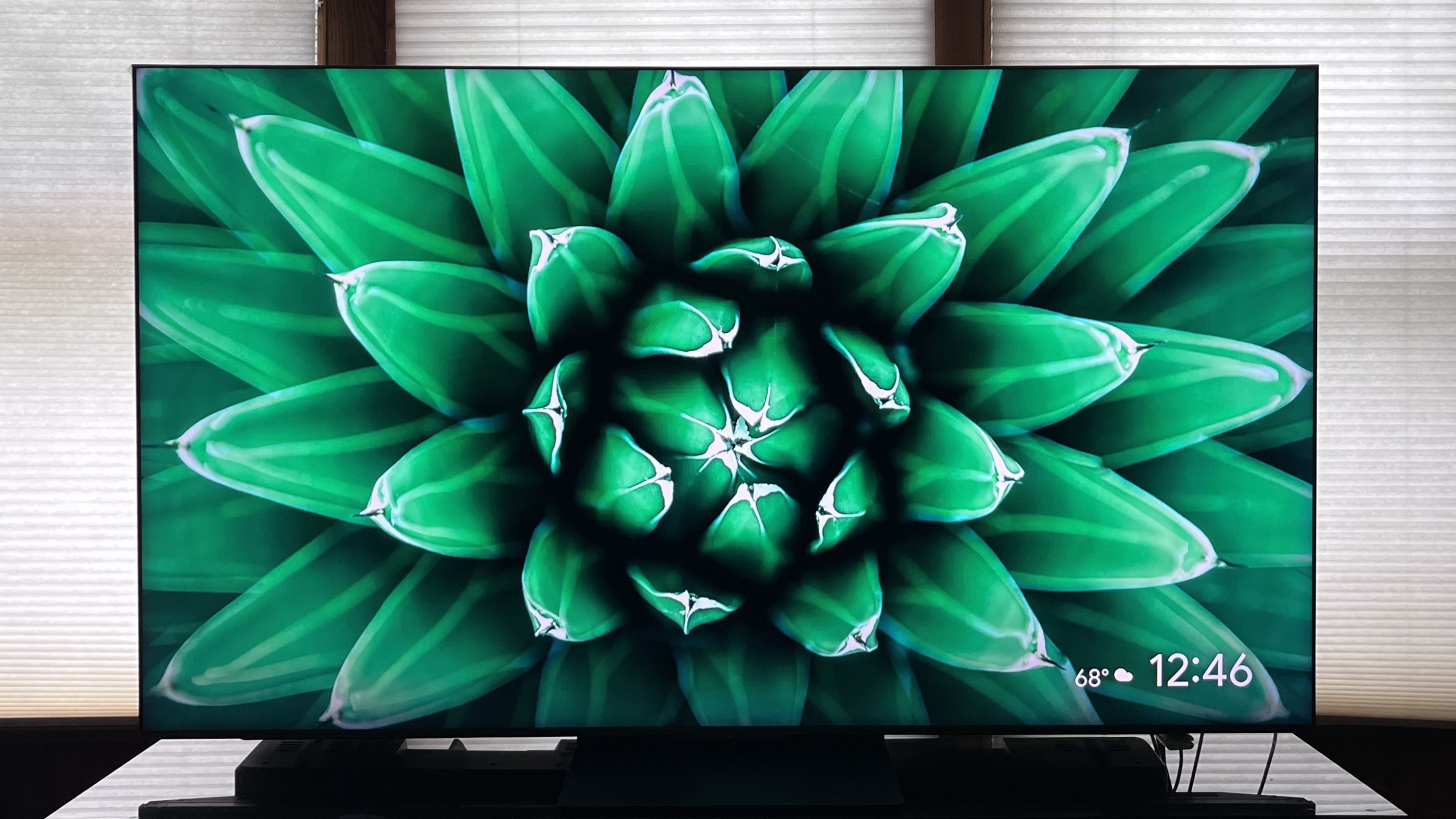 TCL QM8K showing image of green plant