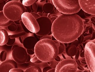 A close up look (illustration) at healthy red blood cells. People with anemia have low-iron in their blood, which can be a result of low levels of red blood cells.