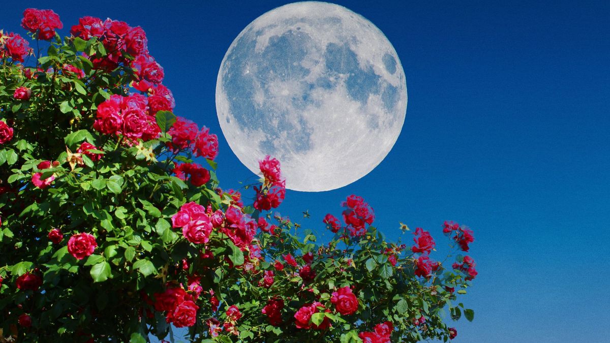 The Thunder Moon Is Rising at the End of July – Here's How to Prepare Your Garden for Summer Storms