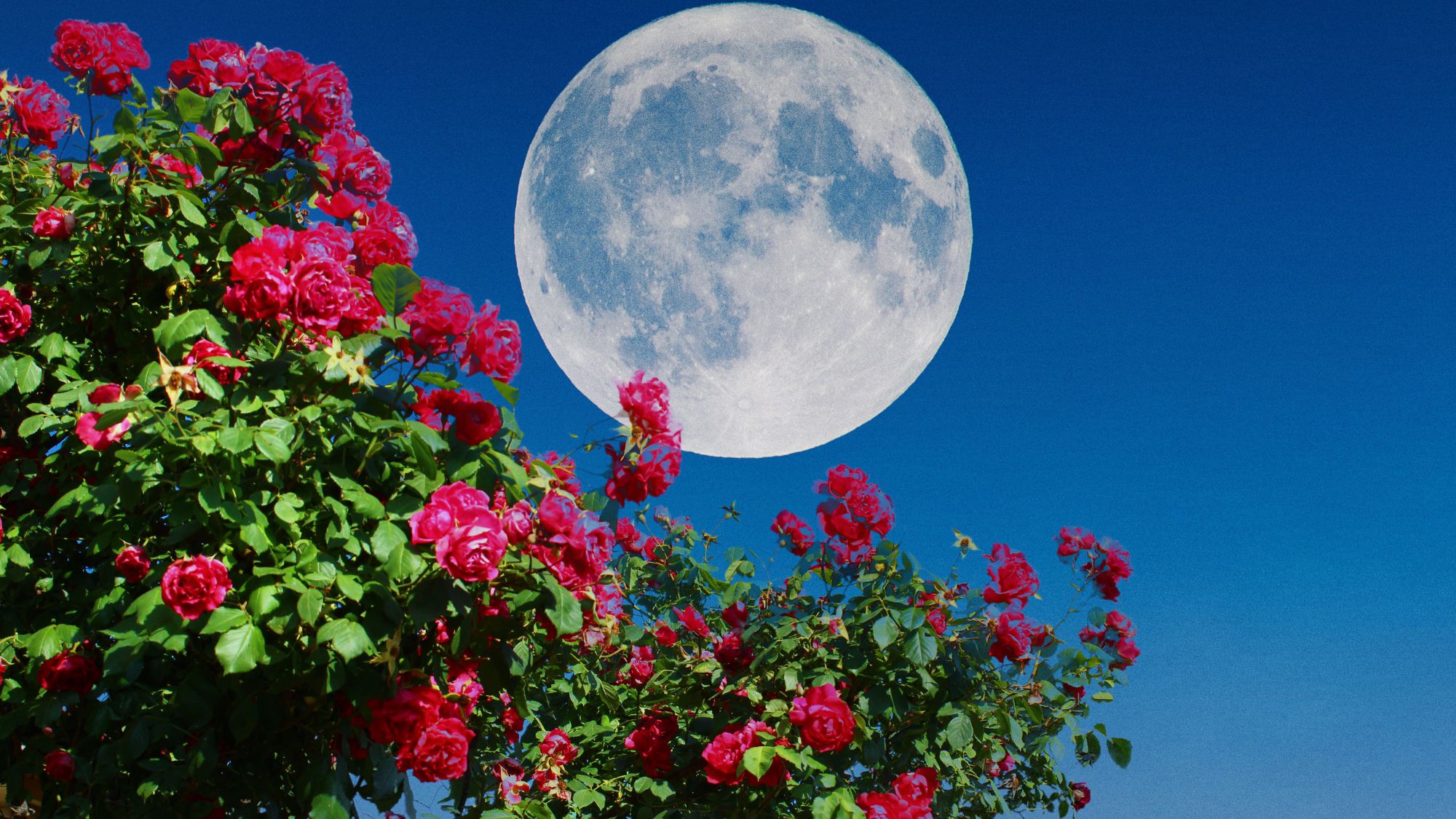 full moon and red roses in the garden