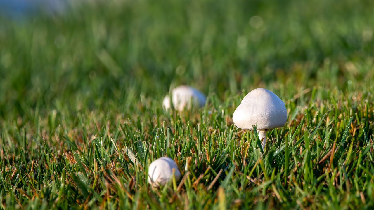 white mushrooms growing on a lawn