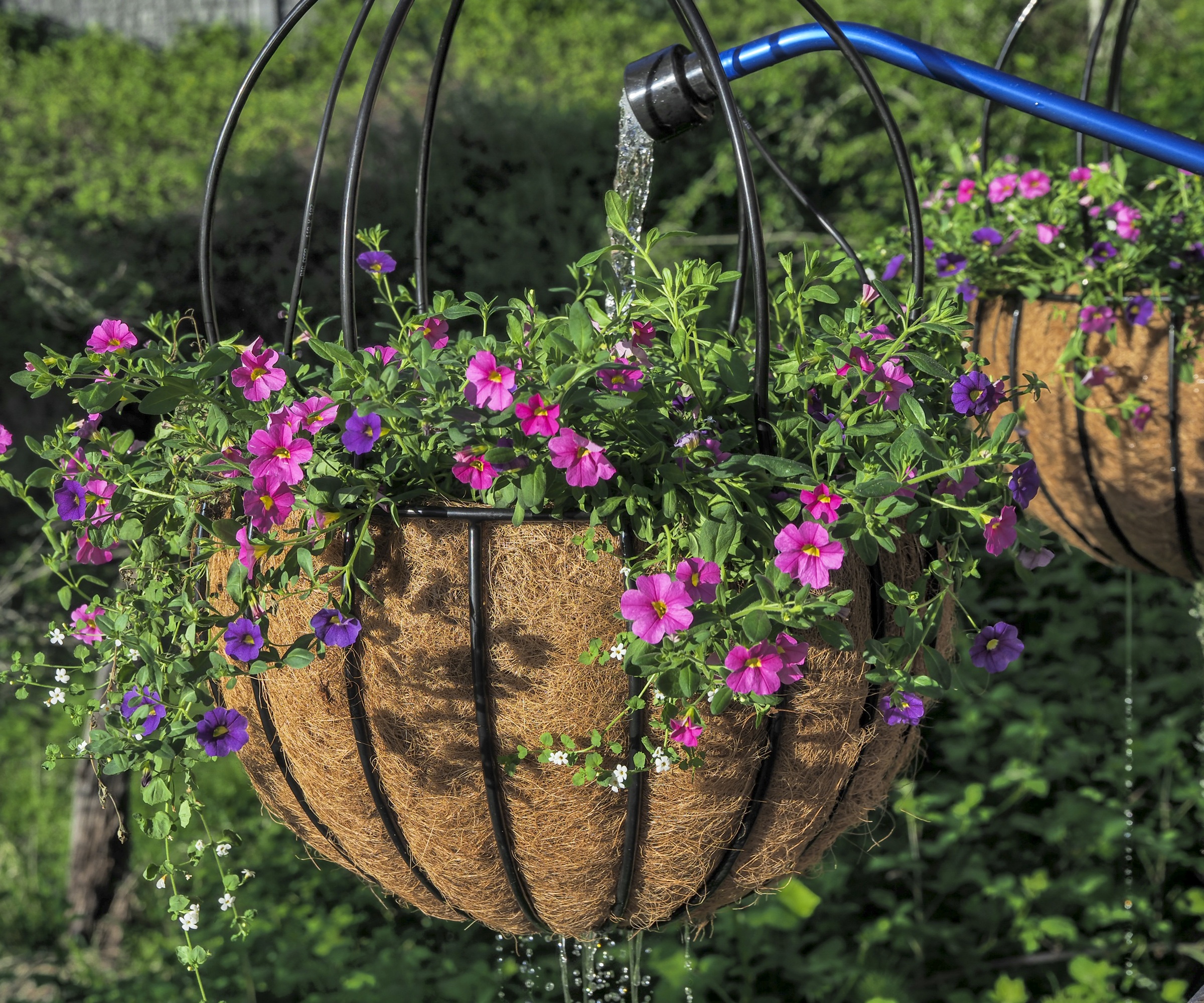 Pink (Noa Mega) Calibrachoa and Purple (Noa Blue Legend) Calibrachoa starts from plugs in a hanging basket.