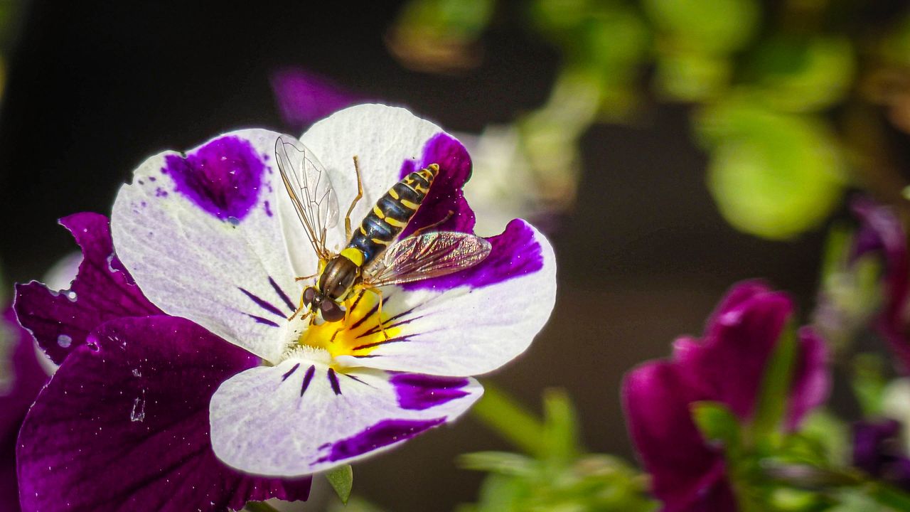 A macro photo captured on the Sony Xperia 1 VI