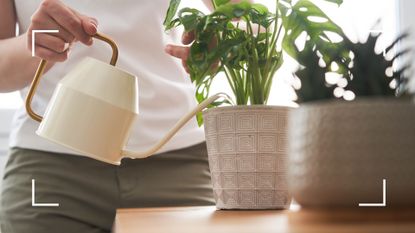  woman watering house plant with white watering can 