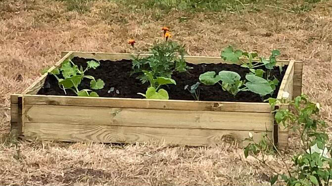 A vegetable box with pumpkins and zucchinis growing inside