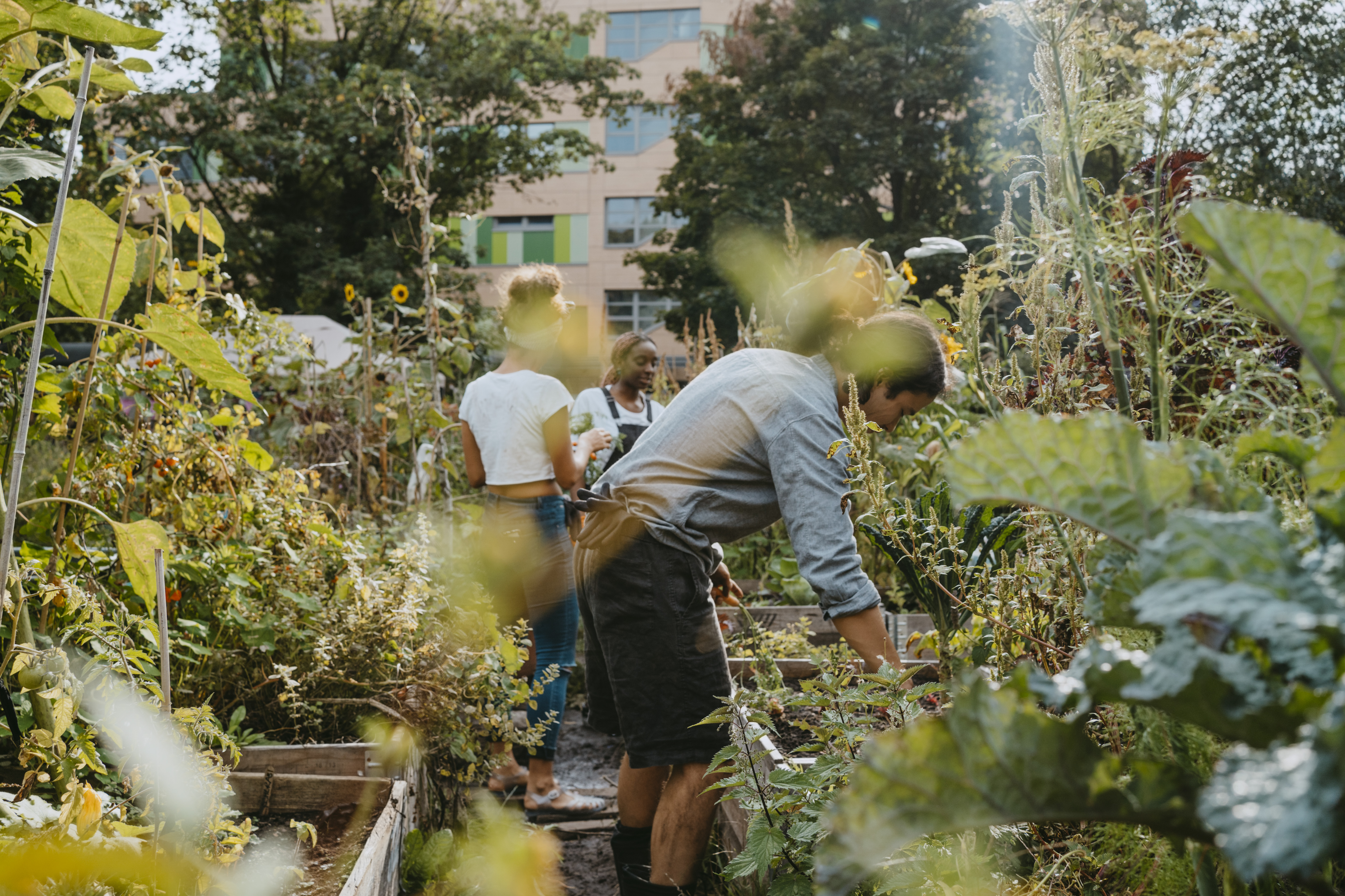 Three people gardening in an urban garden full of vegetable beds 