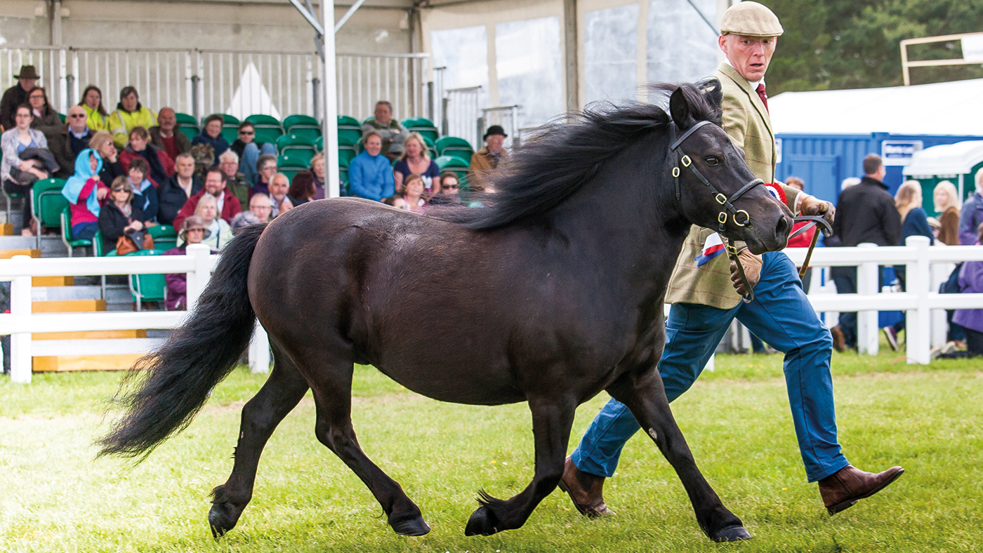Royal Cornwall Show 05 06 2015