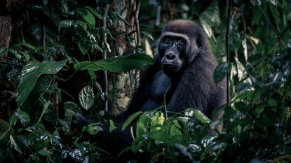 A gorilla peers through the undergrowth in Odzala-Kokoua National Park, in the Republic of the Congo