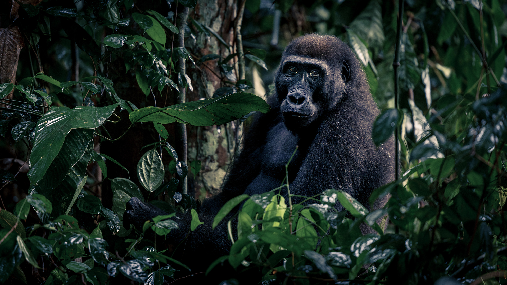 A gorilla peers through the undergrowth in Odzala-Kokoua National Park, in the Republic of the Congo