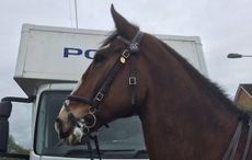 connor west yorkshire police horse