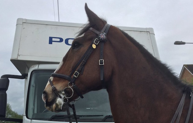 connor west yorkshire police horse